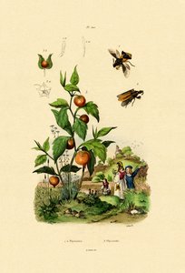Physalis, 1833-39 de French School